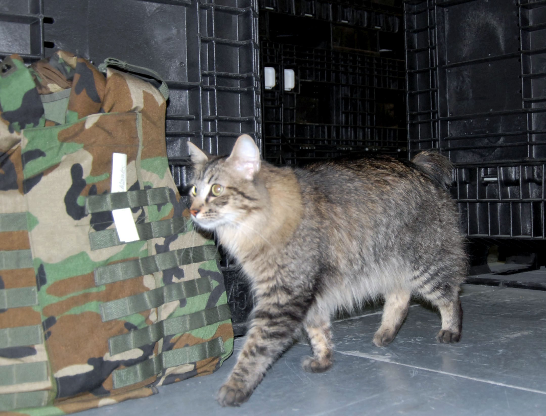  Military  working cat  program underway at The Old Guard 