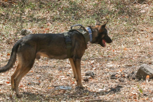 Zeus, a K9 from the Philippine military, demonstrates a proper search and point for a hidden object on March 6, 2019 at Camp Aquino. The handler let the dog loose to find the item, which the dog was quickly able to locate and point out to his handler.