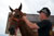 Soldier grooms retiring horse which will retire to Spirit Horse Chisholm Trail Therapy Center