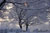 Arlington National Cemetery blanketed in snow
