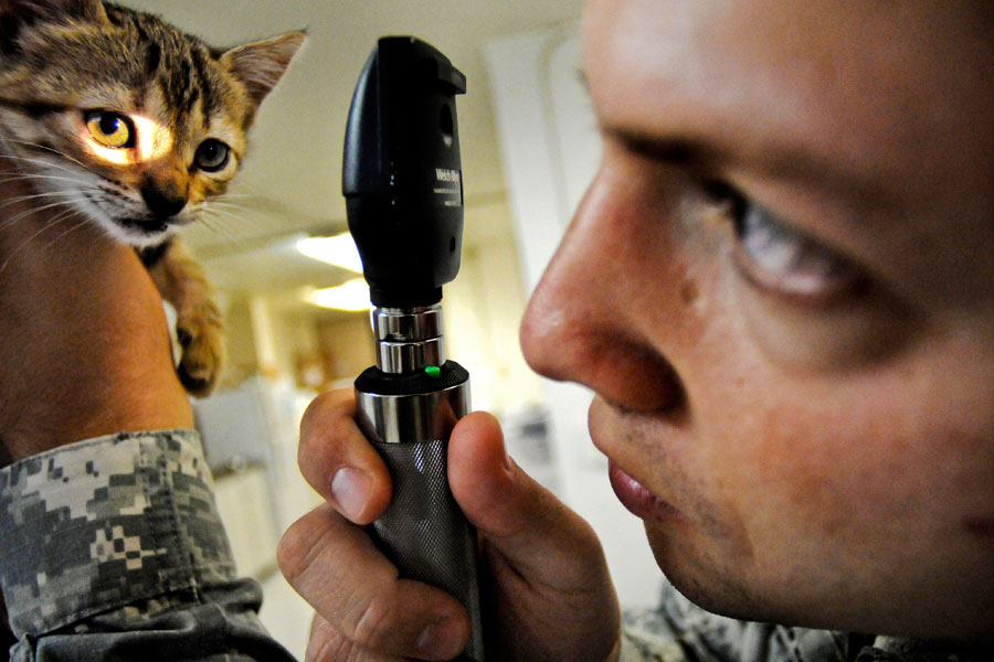 Soldier performs eye examination on kitten