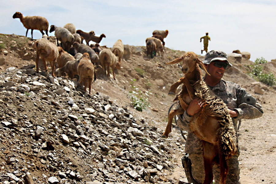 40th Infantry Division Agricultural Development Team gather sheep