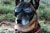 Military working dog looks at Chinook Helicopter wearing his Doggles