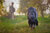 Explosive detection dog
