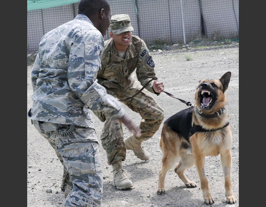 Specialist Marc Whittaker, a canine handler, restrains his military working dog