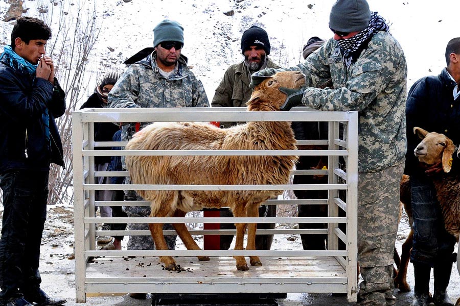 Staff Sergeant Joshua Hancock examines a sheep in Khenj district, Afghanistan