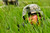 United States Soldier with 2nd Cavalry Regiment, takes cover in high grass