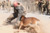 Command Sergeant Major David Inglis, 3rd Infantry Division Headquarters, wears protective suit and is attacked by military working dog during demonstration