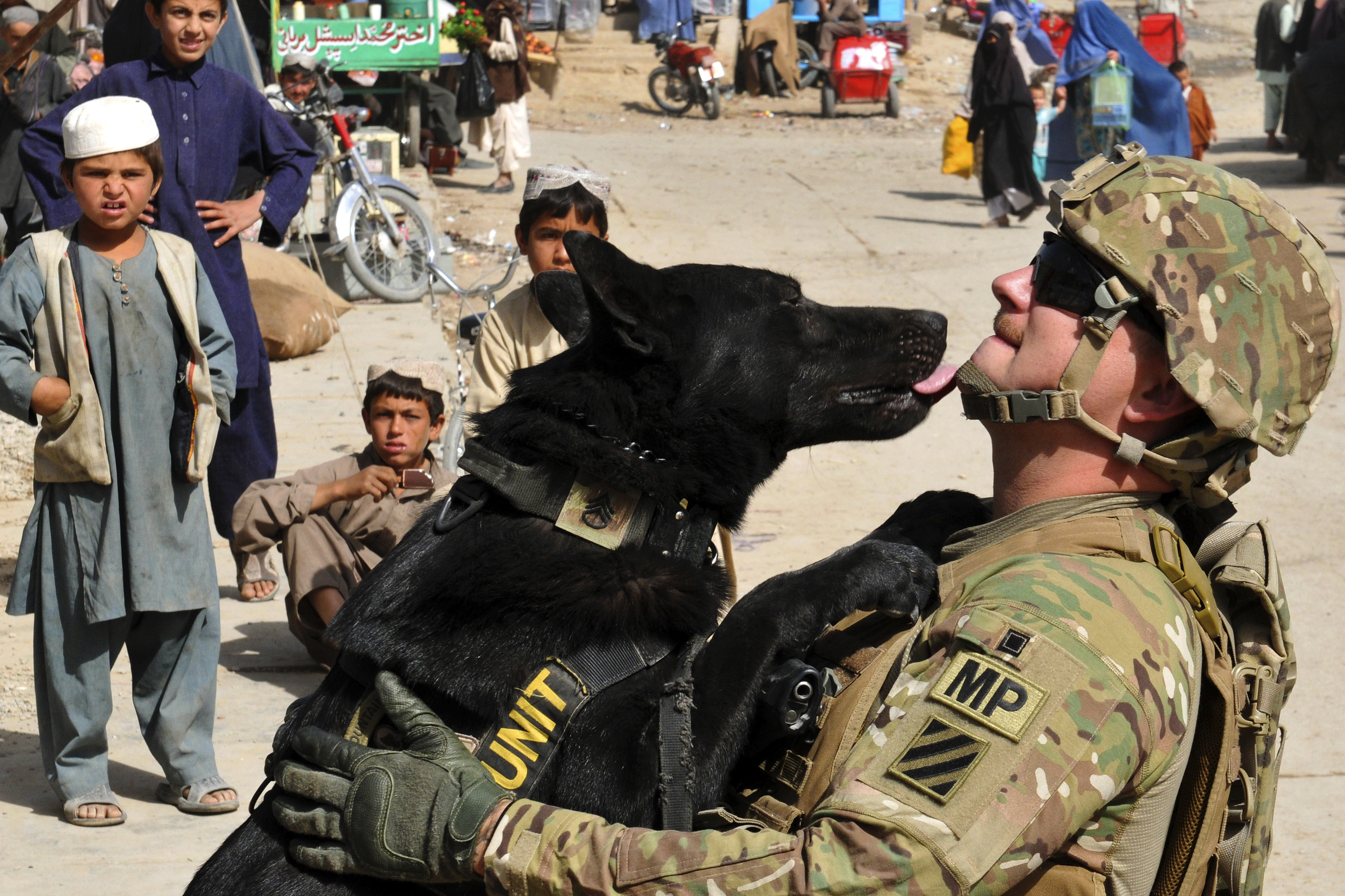 Do Military Dogs Have Ranks Do Military Dogs Have Ranks